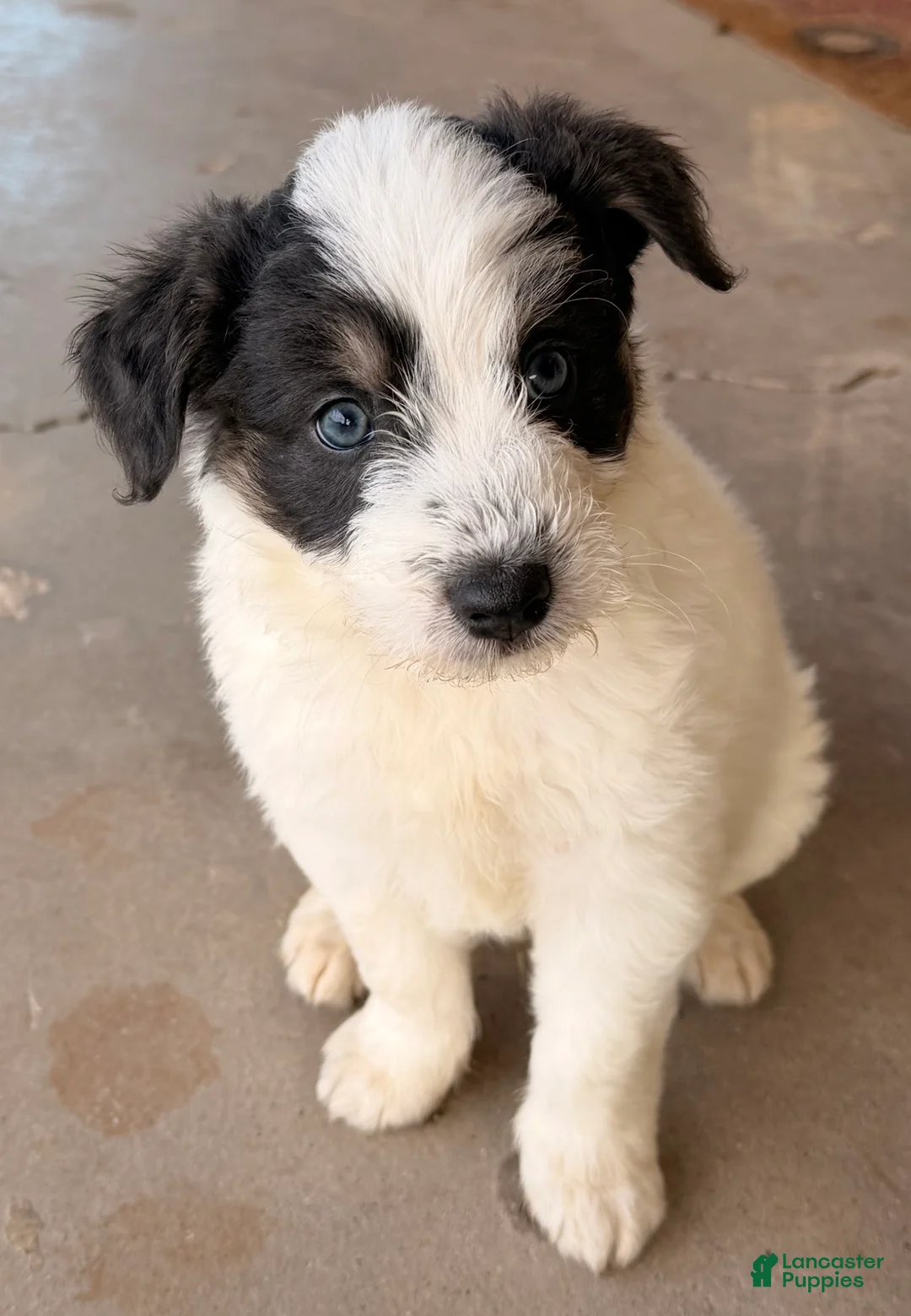 Mixed Breed dogs for sale: Marcus - Ad 2