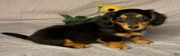 Miniature Dachshund dogs for sale: Jake  - Ad 3
