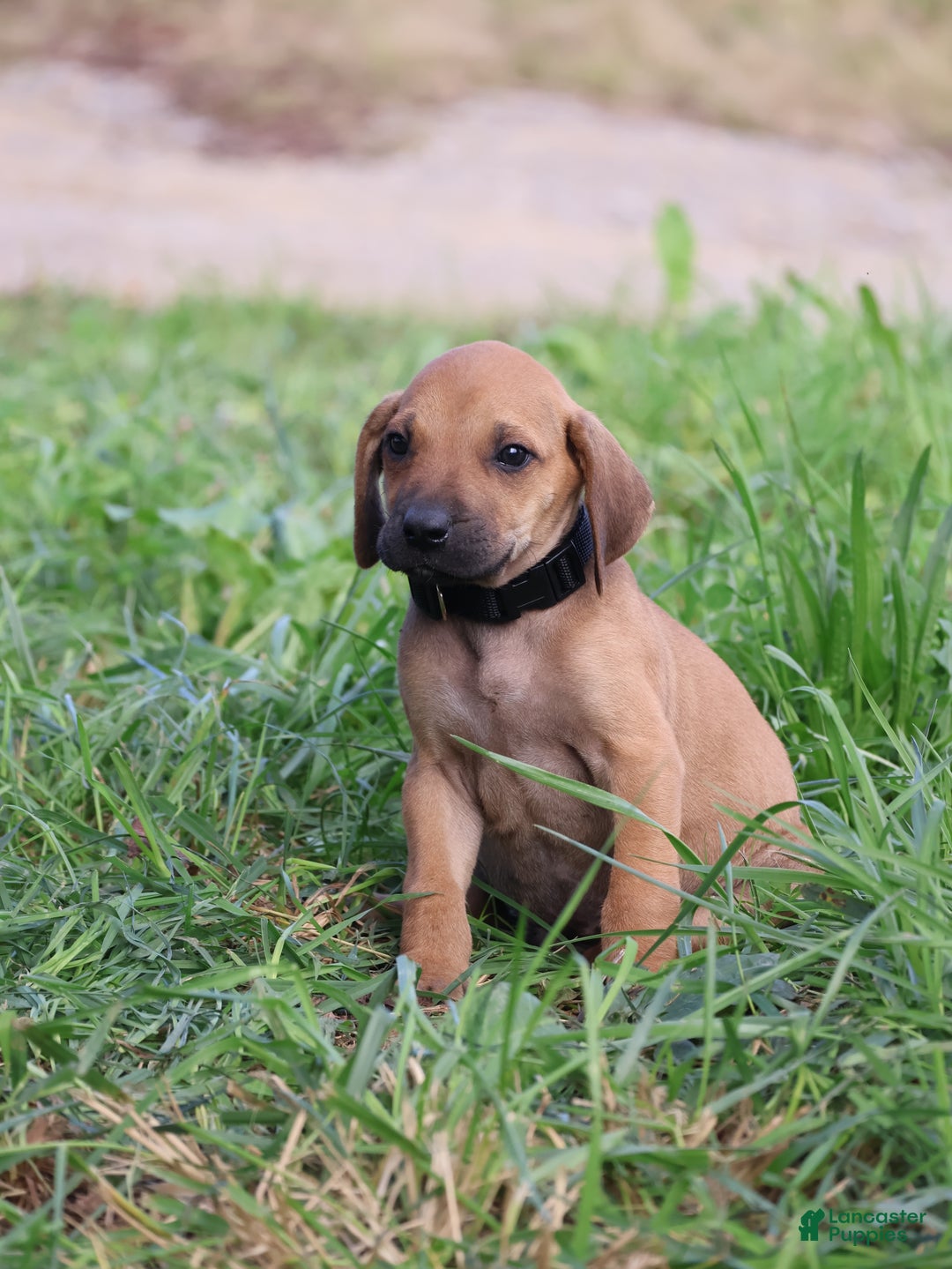 Rhodesian Ridgeback dogs for sale: Colt - Ad 4