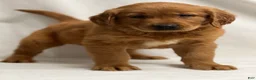 Golden Retriever dogs for sale: Golden Retriever Puppy 3 - Ad 1