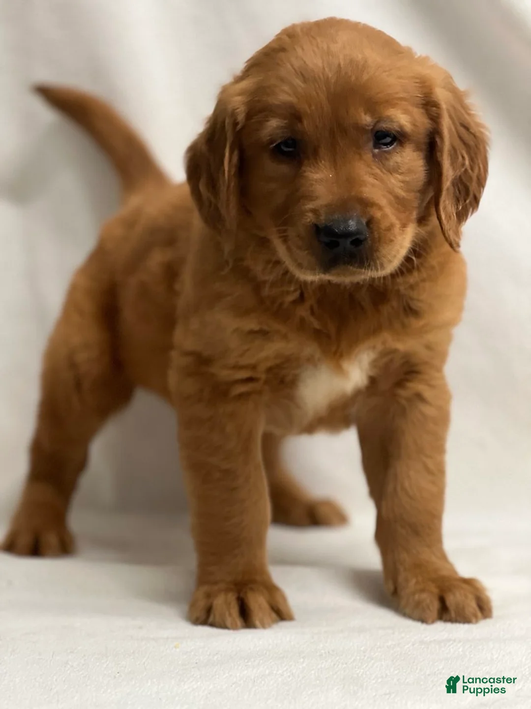 Golden Retriever dogs for sale: Golden Retriever Puppy 3 - Ad 1