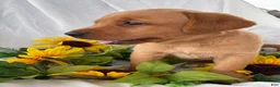 Labrador Retriever dogs for sale: Tippy - Ad 2
