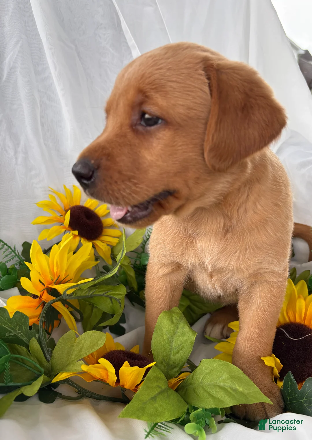 Labrador Retriever dogs for sale: Tippy - Ad 2