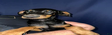 Doberman Pinscher 2