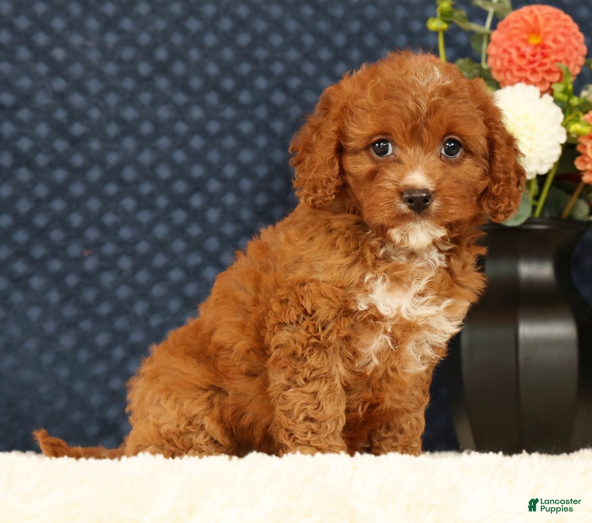Cavapoo dogs Fern - Ad 1
