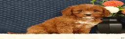 Cavapoo dogs for sale: Fern - Ad 1