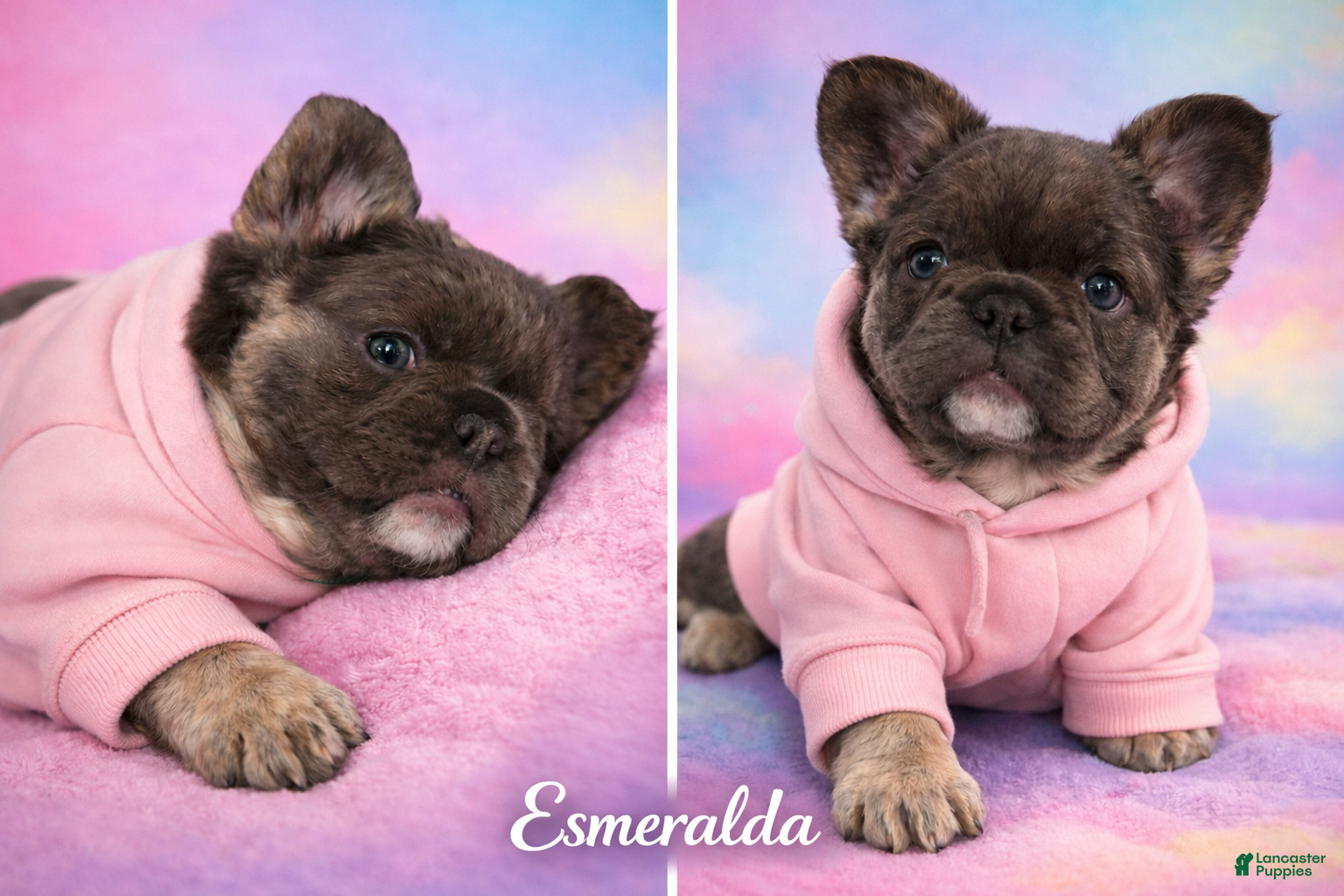 French Bulldog dogs French Bulldog Puppy 2 - Ad 32