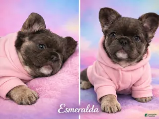 French Bulldog dogs French Bulldog Puppy 2 - Ad 32