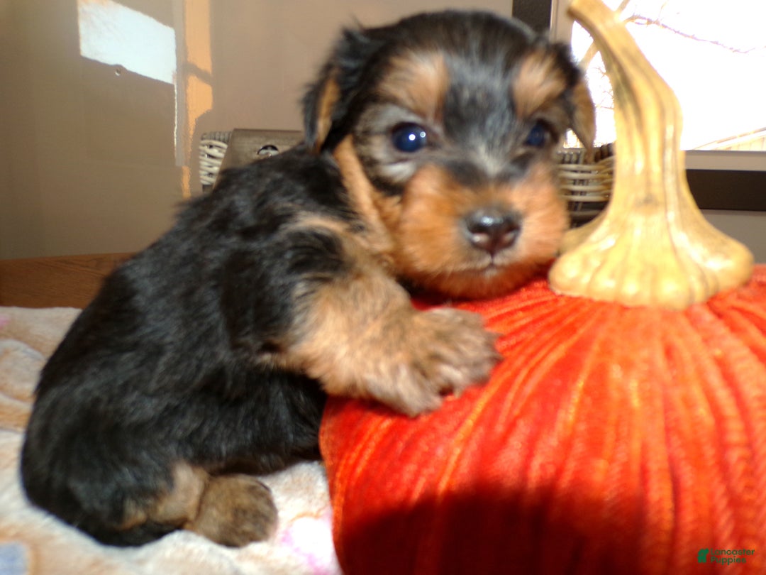 Yorkshire Terrier dogs for sale: Yorkshire Terrier Puppy 3 Trudy - Ad 2