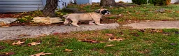 South African Boerboels dogs for sale: South African Boerboels Puppy 2 - Ad 2