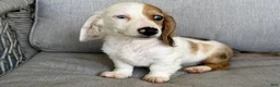 Miniature Dachshund dogs for sale: Marble - Ad 4