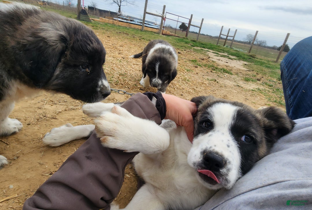 Anatolian Shepherd dogs for sale: AKC Blue 2025 M2 ASD puppy - Ad 17