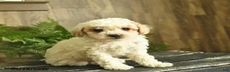 Miniature Poodle dogs for sale: Ninja  - Ad 3