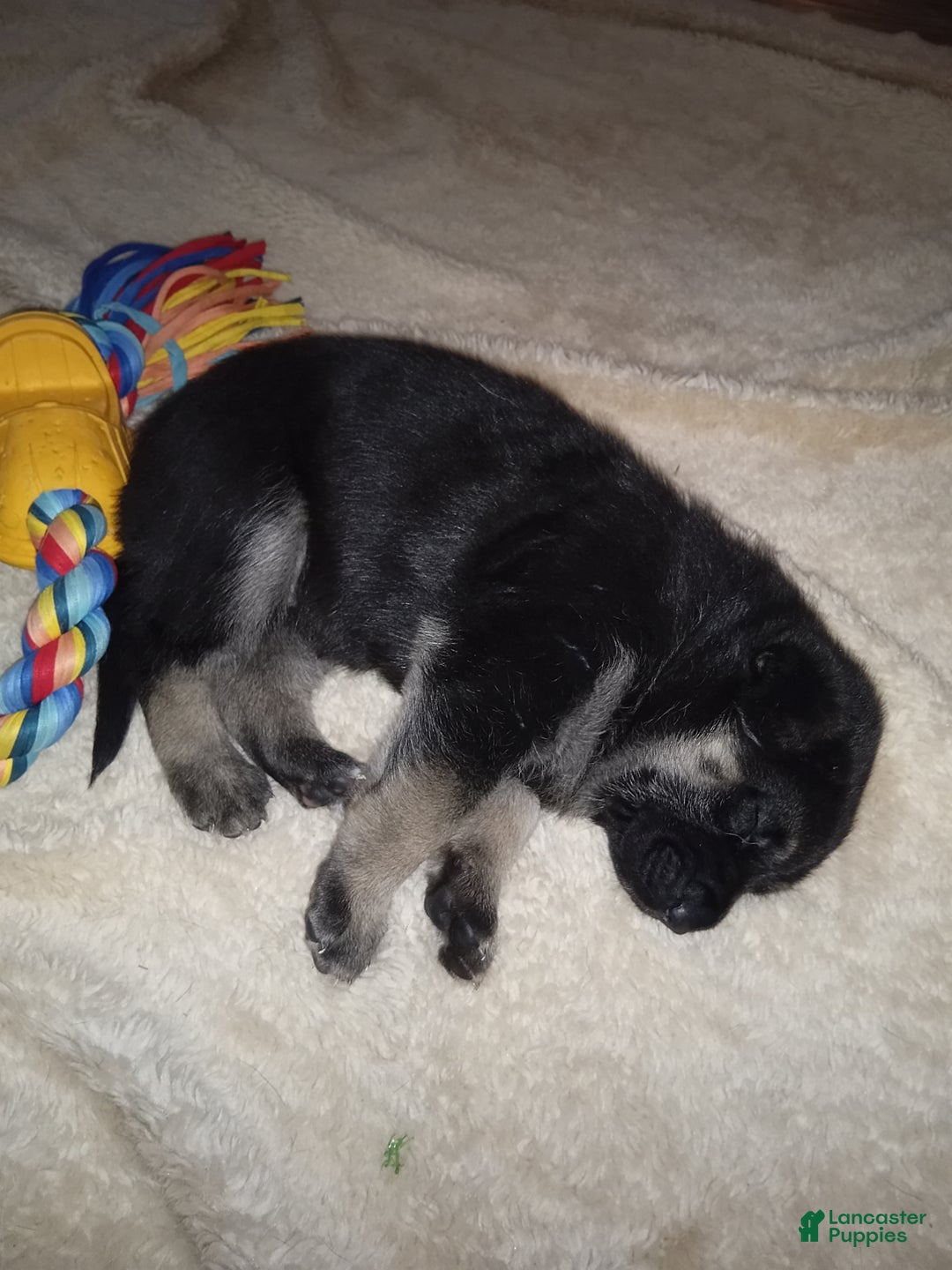 German Shepherd dogs for sale: Diamond - Ad 11