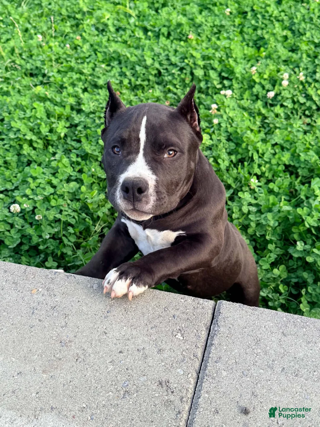 American Bully dogs for sale: Maverick - Ad 2