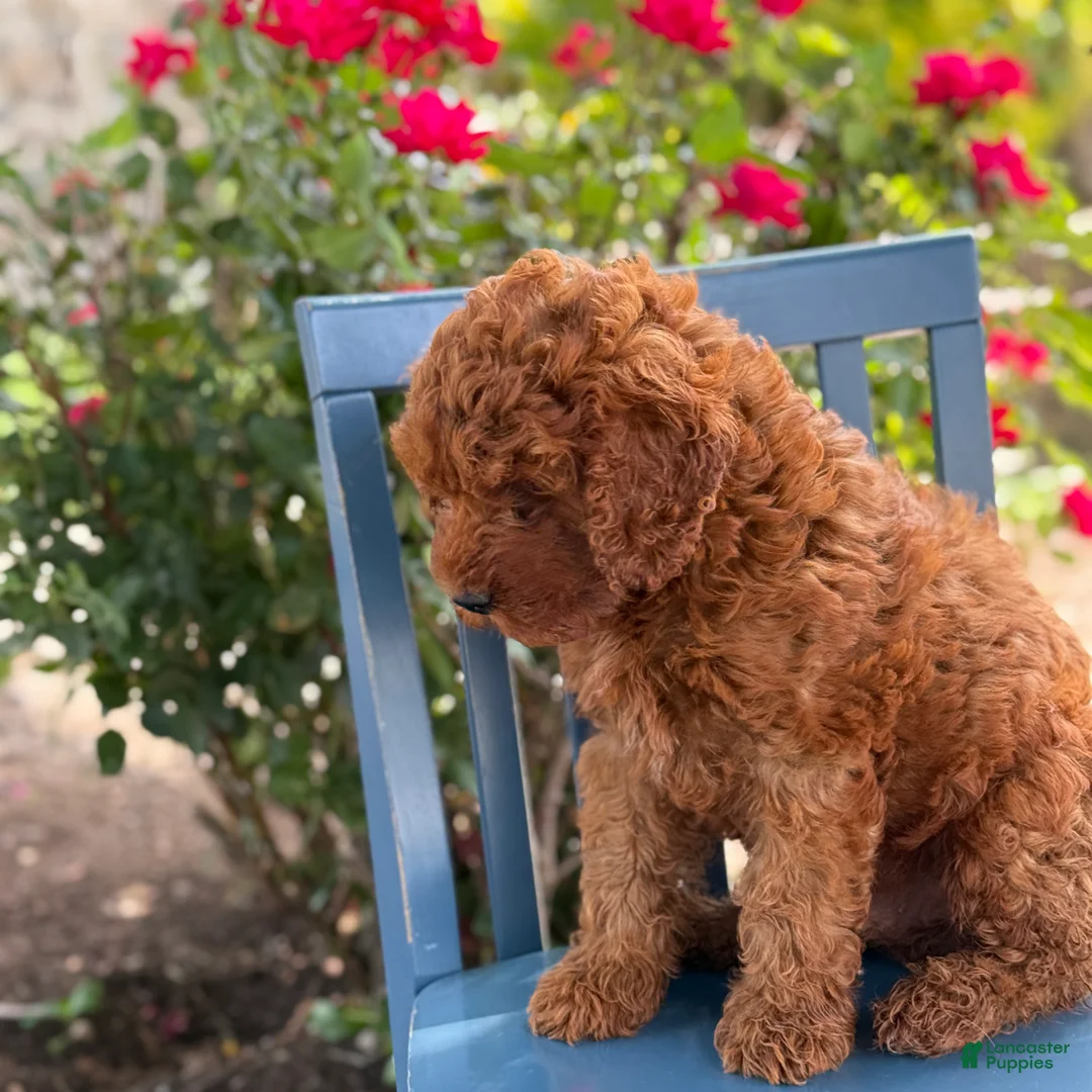 Mini Goldendoodle dogs for sale: Cookie - Ad 2