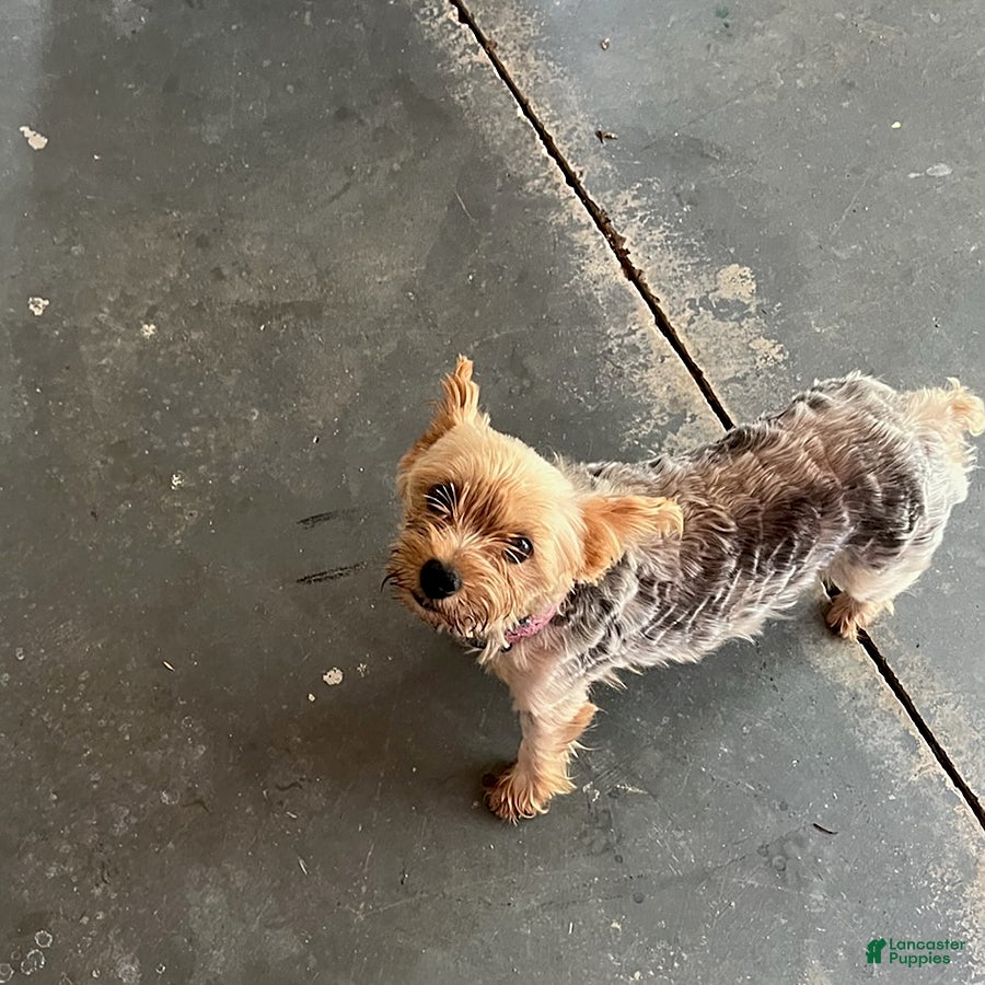 Yorkshire Terrier dogs Makayla - Ad 2