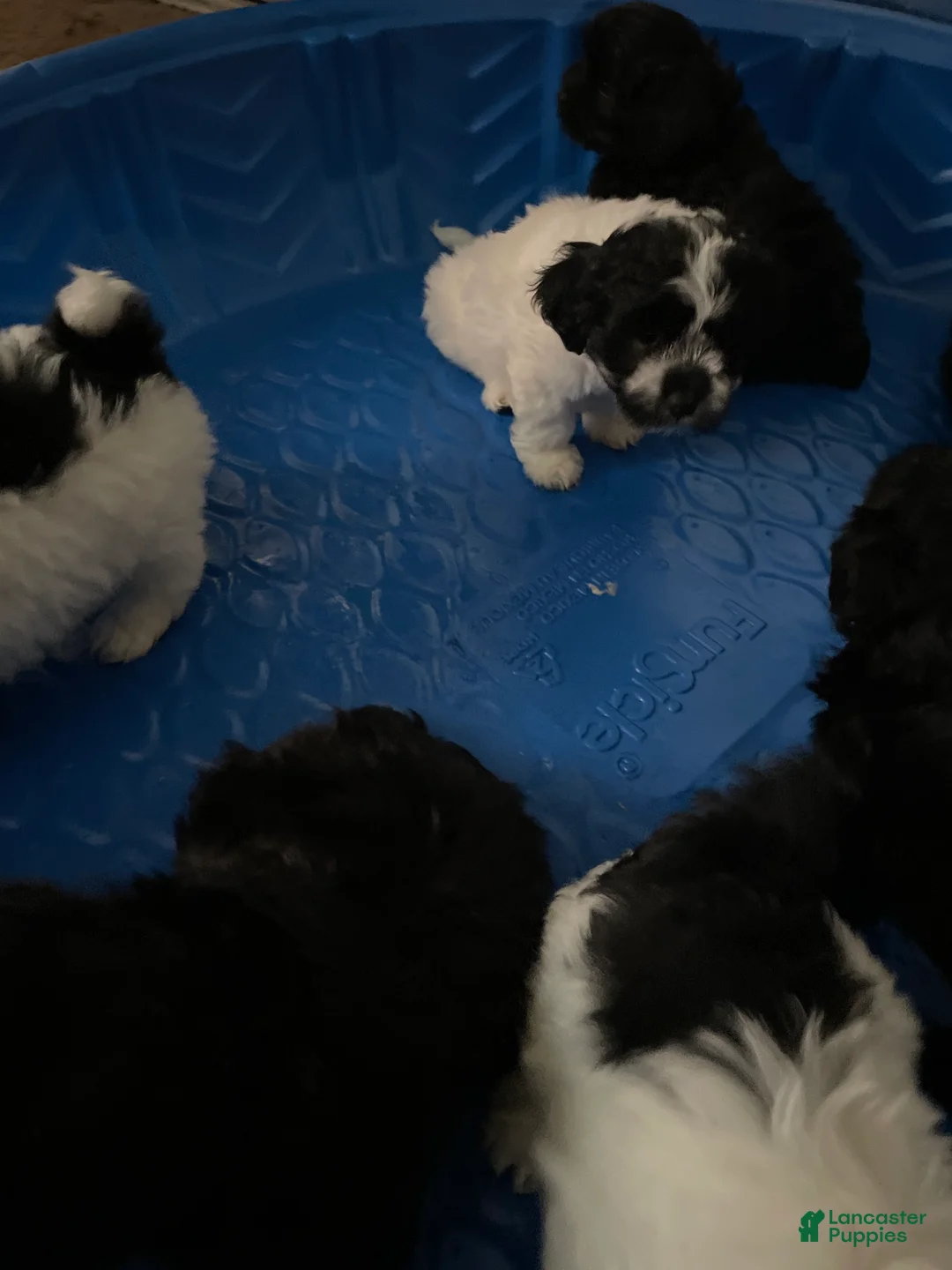 Morkie dogs for sale: Morkie Puppy 3 - Ad 1
