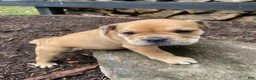 Mixed Breed dogs for sale: Layla - Ad 7