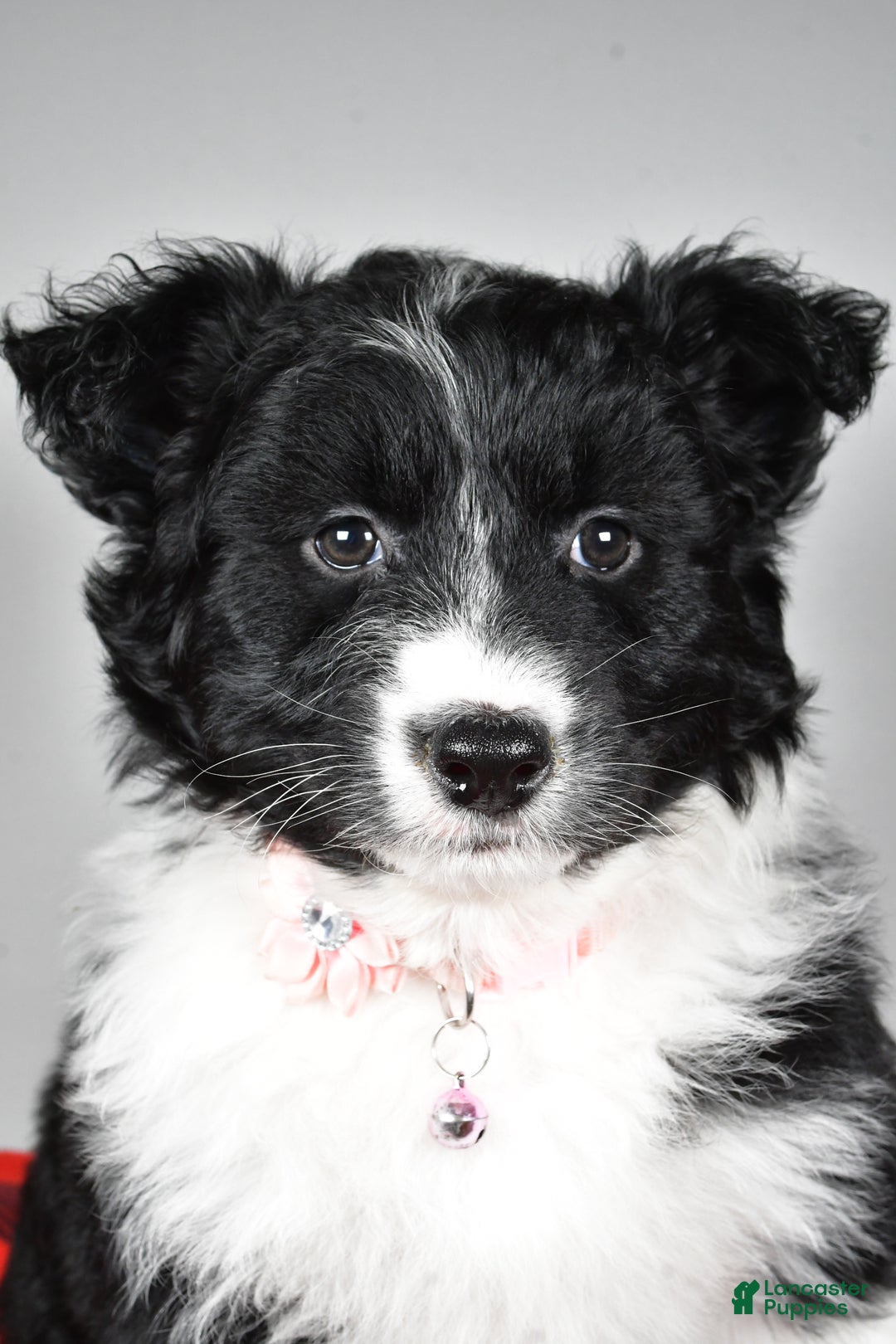 Mixed Breed dogs for sale: Patty - Ad 8