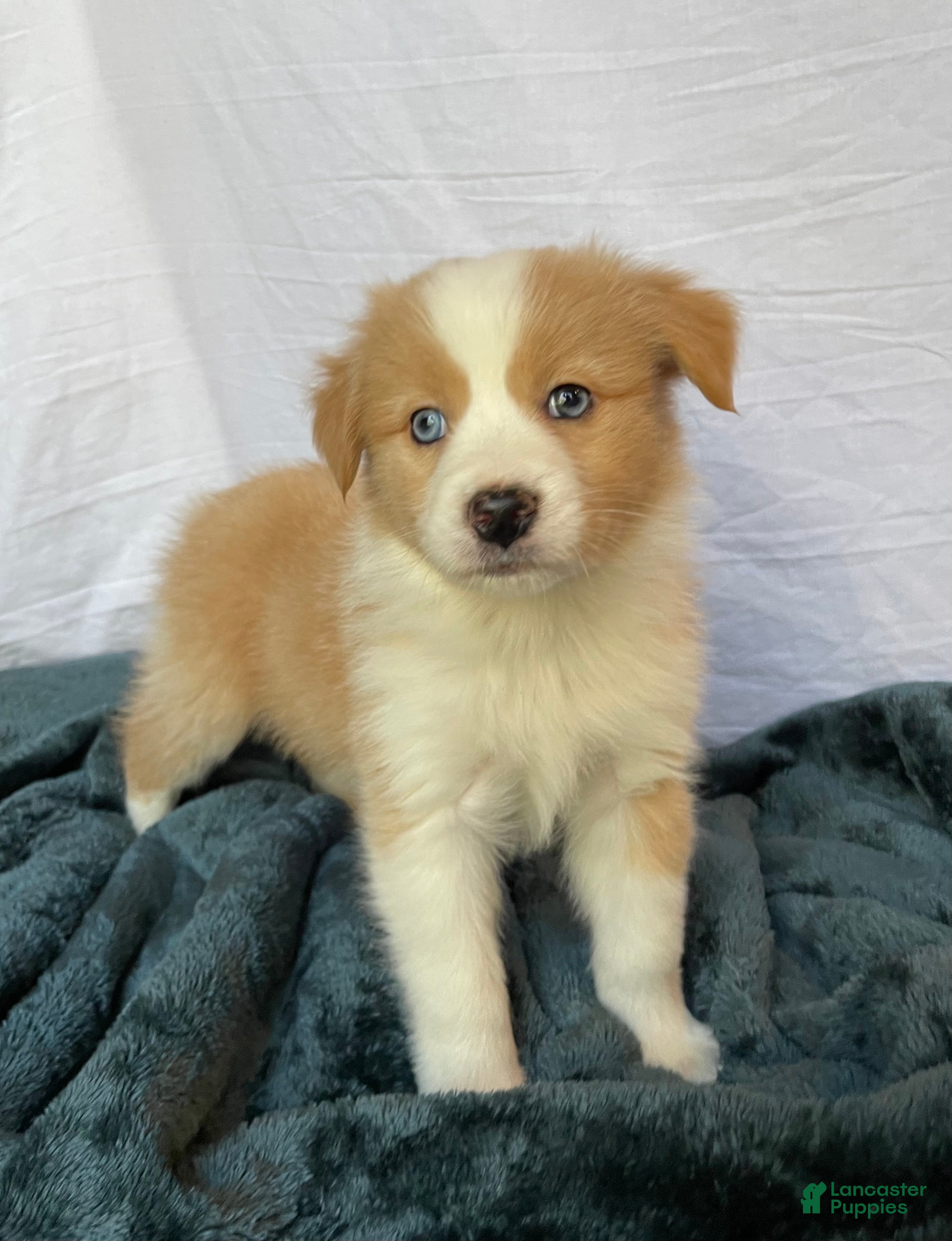 Australian Shepherd dogs Blue - Ad 37