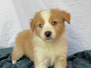 Australian Shepherd dogs Blue - Ad 37