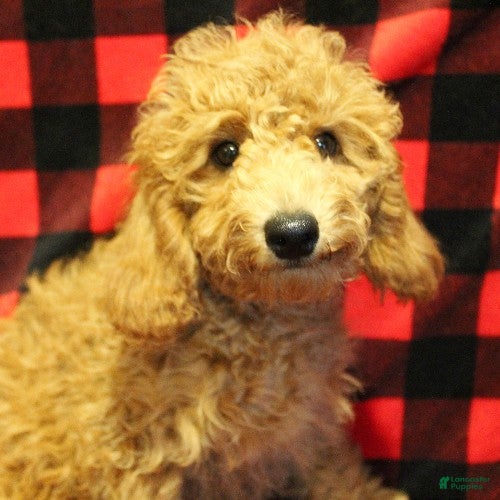 Toy Poodle dogs Muffin - Ad 1