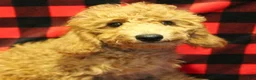 Toy Poodle dogs for sale: Muffin - Ad 1
