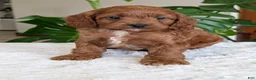 Cavapoo dogs for sale: Ellie - Ad 7