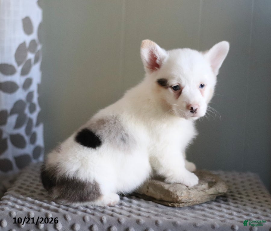 Welsh Corgi Pembroke dogs Snuggles - Ad 1