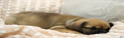 Puggle dogs for sale: Sierra - Ad 5