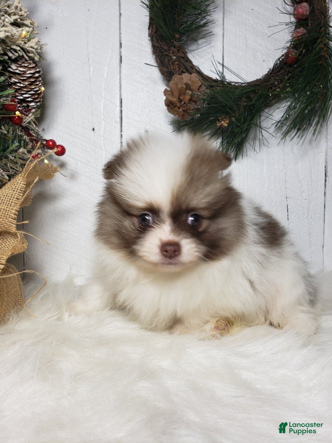 Pomeranian dogs for sale: Ace  - Ad 6
