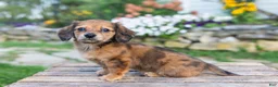 Miniature Dachshund dogs for sale: Birdie - Ad 3