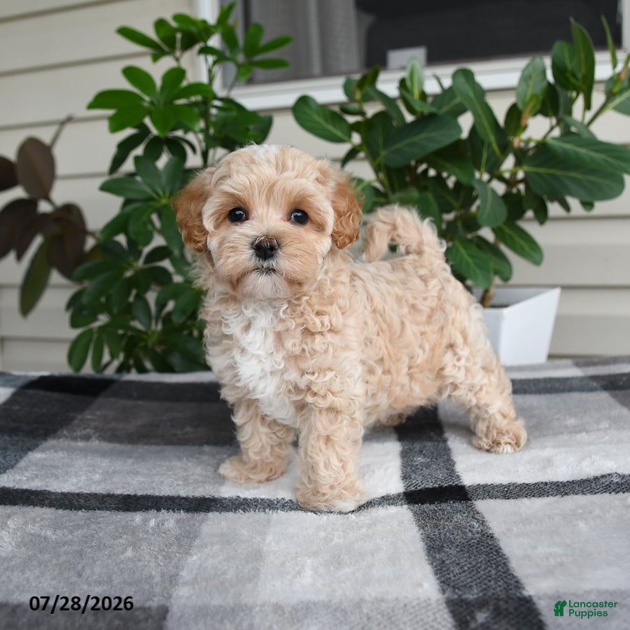 Maltipoo dogs Lila  - Ad 2