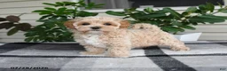 Maltipoo dogs for sale: Lila  - Ad 2
