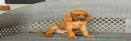 Redbone Coonhound dogs for sale: Boone - Ad 4