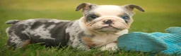 English Bulldog dogs for sale: Sebastian English Bulldog  - Ad 11