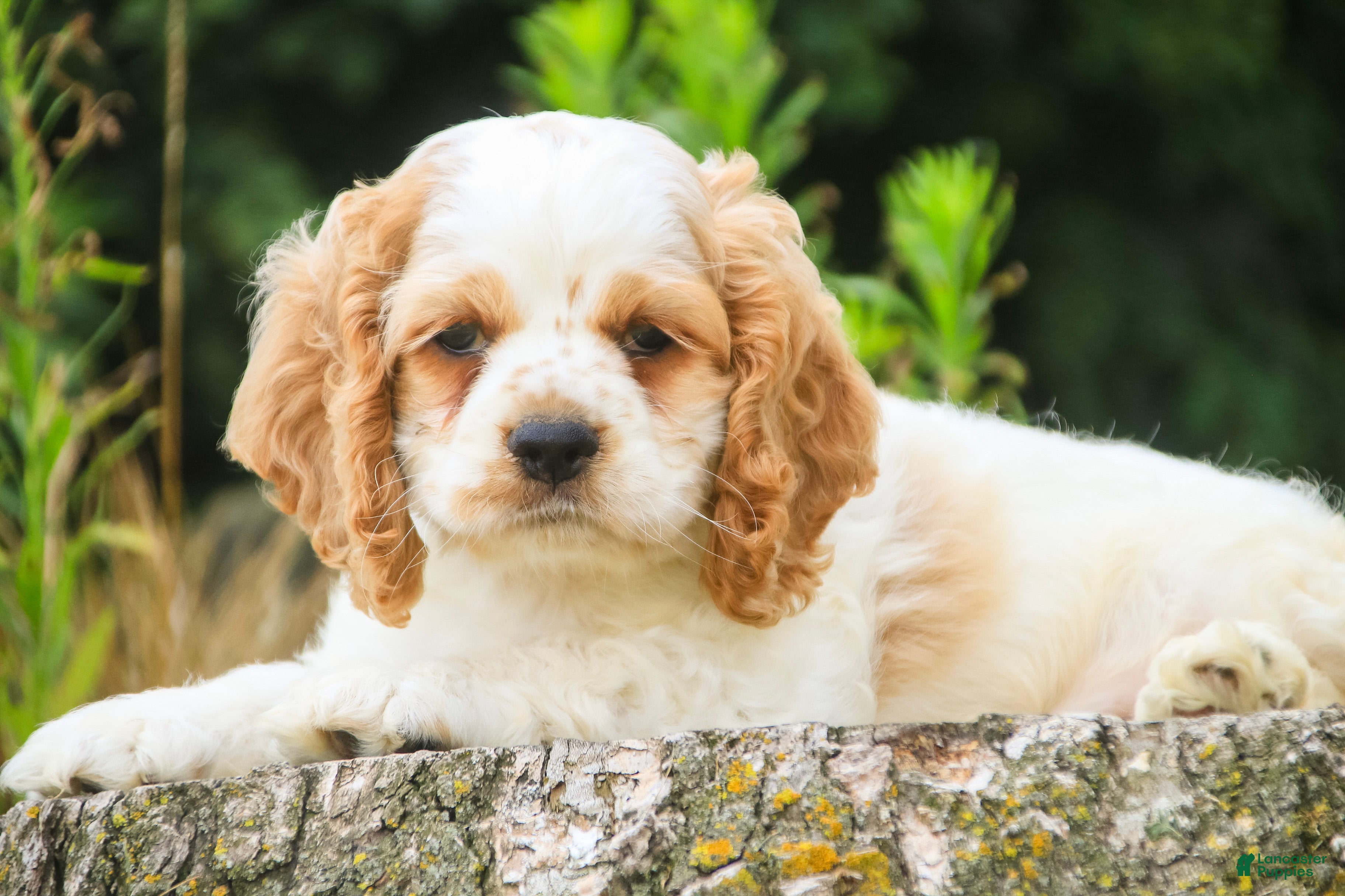 Cocker Spaniel dogs Angus Cocker Spaniel  - Ad 1