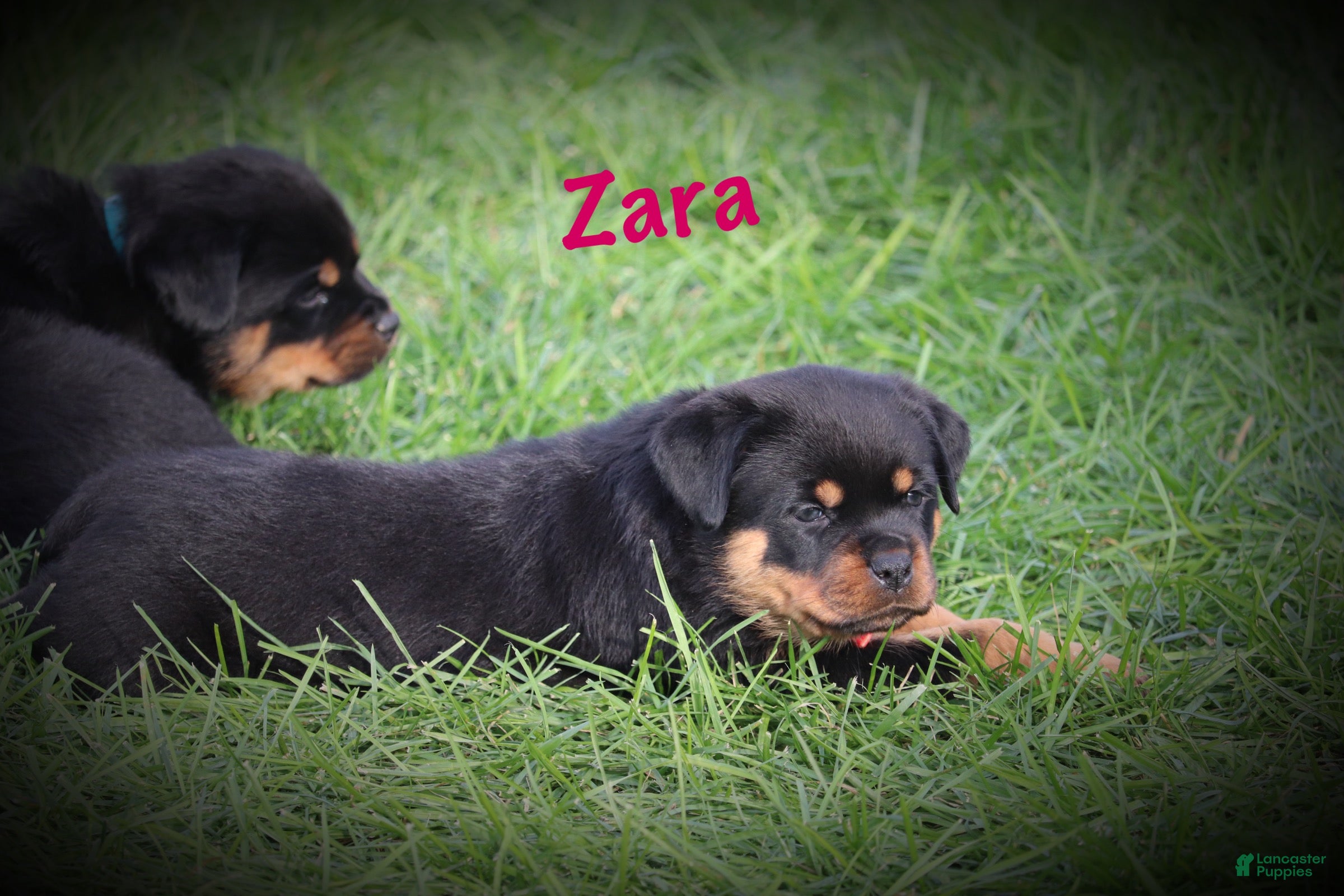 Rottweiler dogs Zara w LONG TAIL  - Ad 2