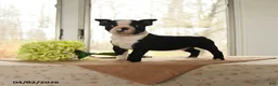Boston Terrier dogs for sale: Hero - Ad 1