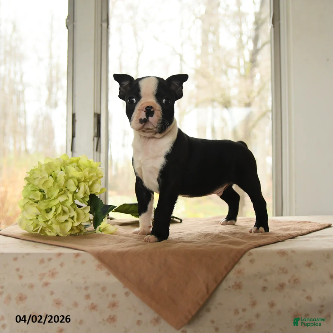 Boston Terrier dogs for sale: Hero - Ad 1