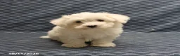 Maltese dogs for sale: Rover - Ad 5
