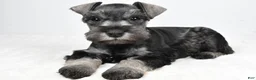 Miniature Schnauzer dogs for sale: Lonnie - Ad 11