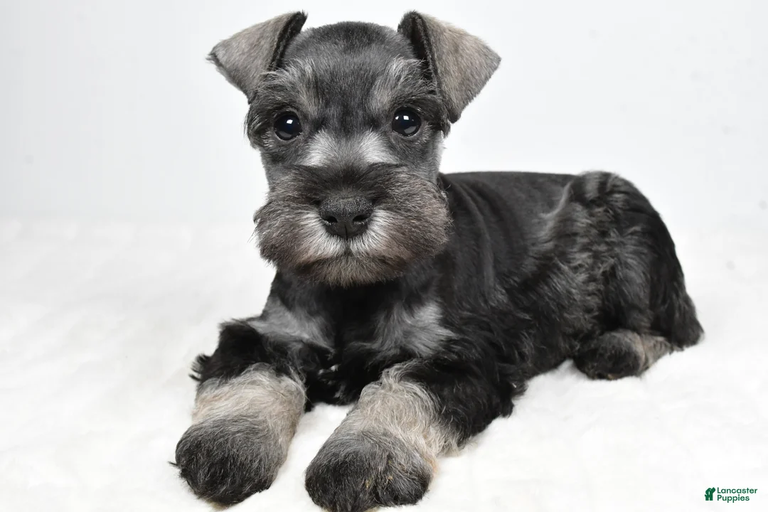 Miniature Schnauzer dogs for sale: Lonnie - Ad 11