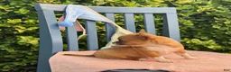 Chihuahua dogs for sale: Henry - Ad 2