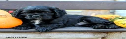 English Cocker Spaniel dogs for sale: Shadow - Ad 5