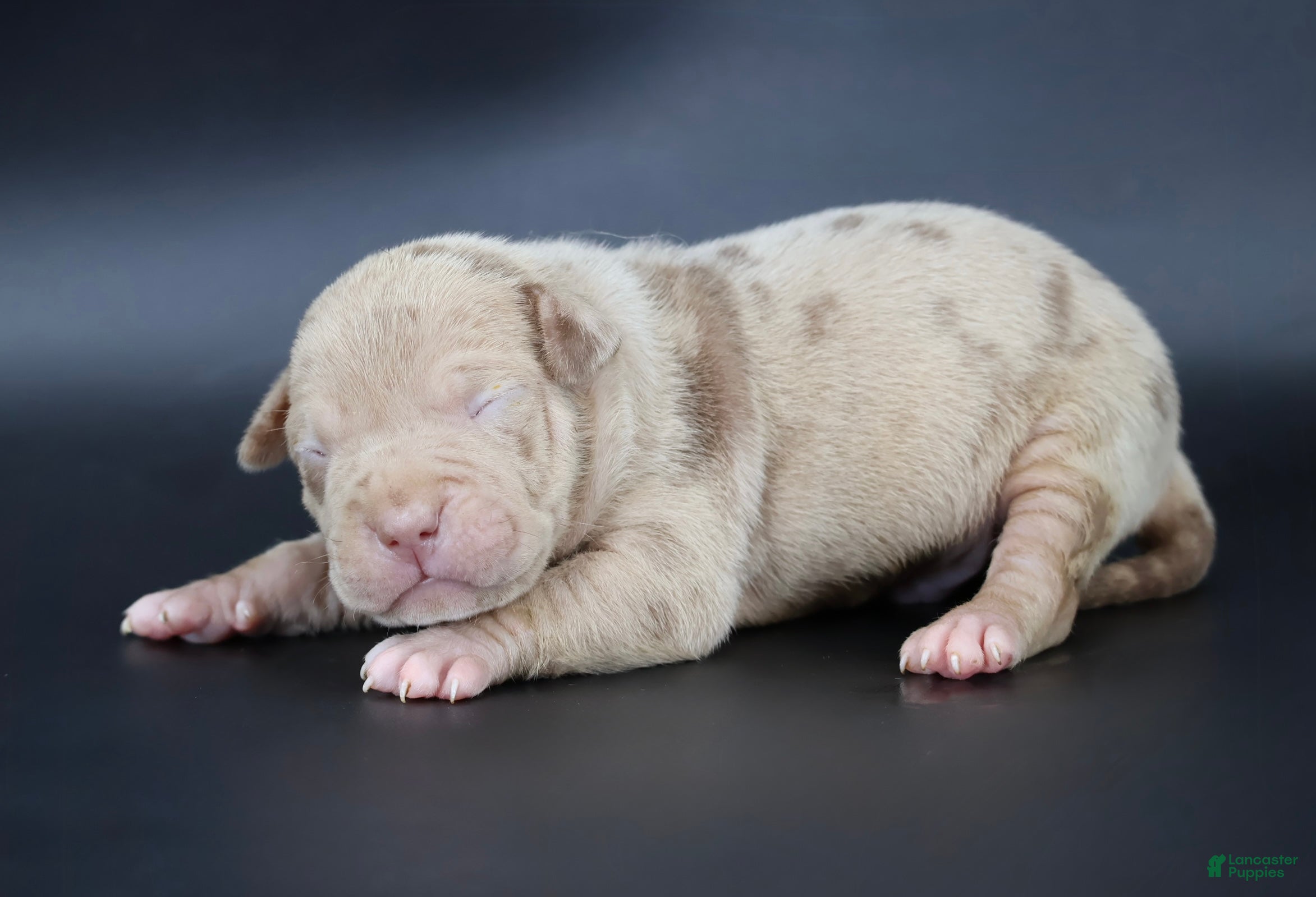 American Bully dogs Atum - XL - ABKC - Ad 1