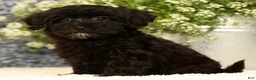 Havapoo dogs for sale: Rayna - Ad 8