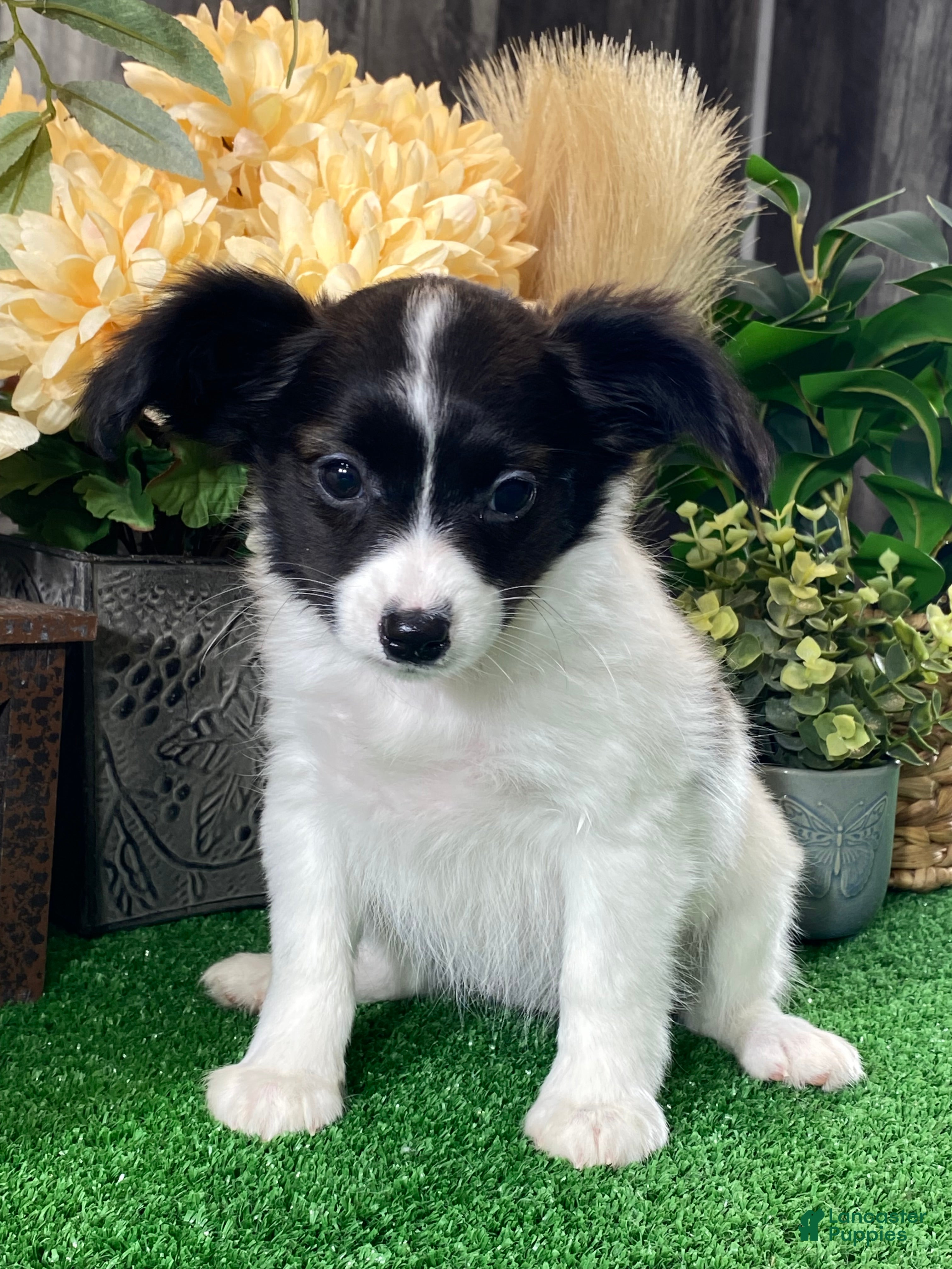 Papillon dogs Rachel  - Ad 11