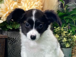 Papillon dogs Rachel - Ad 33